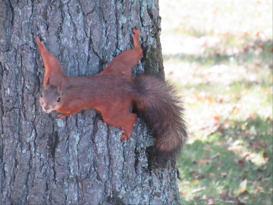 Ginger squirrel.