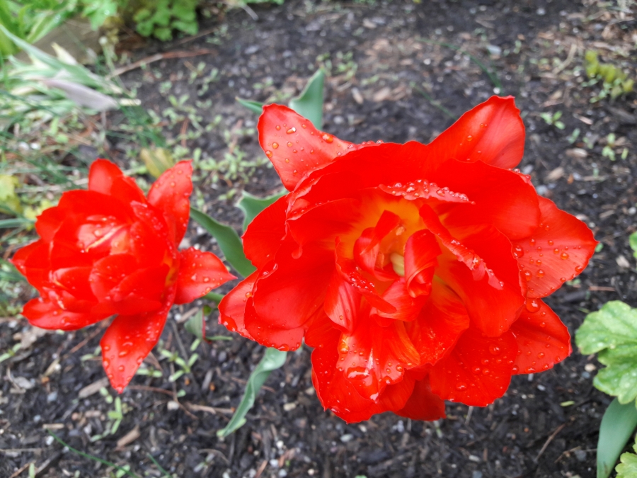 Multi petal red tulip.