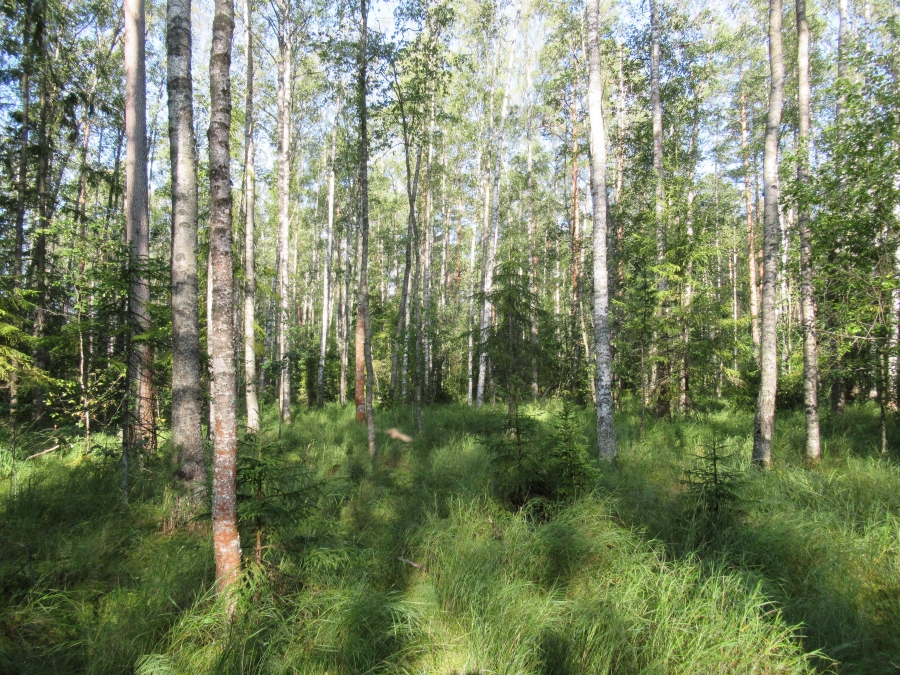 Birch Grove in forest near Kobralovo.