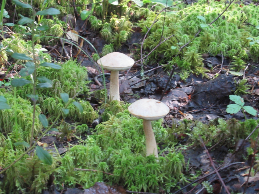 Perfect couple of underbirch mushrooms.