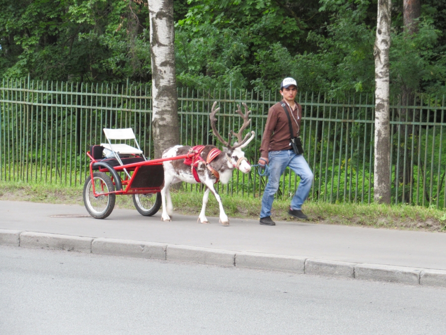 Reindeer trolley
