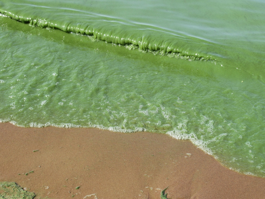 Dirt algae tide at Finland Bay.