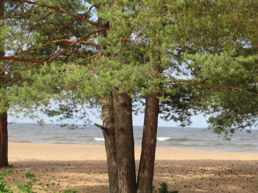Pine trees at beach.